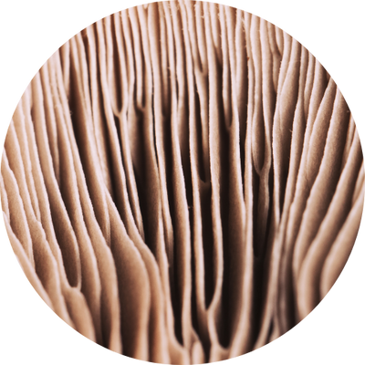 Reishi